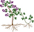 Propagation by layering. Blackberry plant vegetative reproduction scheme Royalty Free Stock Photo