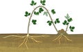 Propagation by layering. Blackberry plant vegetative reproduction scheme