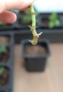 Propagation of plants by cuttings. Balsam Walterra. Impatiens. Roots. Rooting.