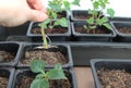 Propagation of plants by cuttings. Balsam Walterra. Impatiens. Roots. Rooting.