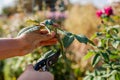 Propagation of roses. Gardener holding rose stem cutting in summer garden. Plant reproduction using pruner. Royalty Free Stock Photo