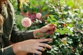 Propagation of roses. Gardener holding rose stem cutting in summer garden. Plant reproduction. Woman using pruner