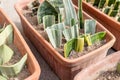 Propagation of snake plant from leaf cuttings