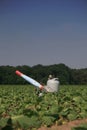 Propane cannon in a field with young crops Royalty Free Stock Photo