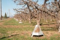 Propane smudge frost protection heaters along the orchard edges for night time heating when the temperature drops