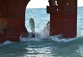 propeller of the ship ran aground. The ship is on the shore Royalty Free Stock Photo