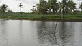 Propellers and Aeration systems being used in shrimp and prawn farming