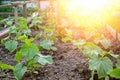 Proper planting cucumber seedlings on the ecological garden. Earth Day Royalty Free Stock Photo