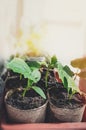 Proper planting cucumber seedlings on the ecological garden. Growing seedlings for the urban garden on the windowsill. Earth Day Royalty Free Stock Photo