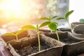 Proper planting cucumber seedlings on the ecological garden. Growing seedlings for the urban garden on the windowsill. Earth Day Royalty Free Stock Photo