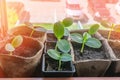 Proper planting cucumber seedlings on the ecological garden. Growing seedlings for the urban garden on the windowsill. Earth Day Royalty Free Stock Photo