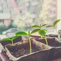 Proper planting cucumber seedlings on the ecological garden. Growing seedlings for the urban garden on the windowsill. Earth Day Royalty Free Stock Photo