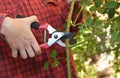 Proper rose pruning in summer. A gardener is cutting, pruning roses with sharp pruning shears at 45-degree angle to encourage more