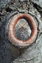 Proper Sealing of Tree Pruning Cut