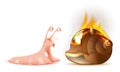 Property Insurance. Conch shell snail fire