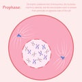 Prophase stage of mitosis
