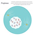 Prophase stage of mitosis