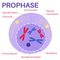 Prophase is the first stage of cell division. Royalty Free Stock Photo