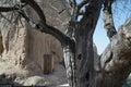 Prophet daniela mausoleum holy tree