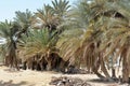 Prophet Moses Springs, Water wells and palms in Sinai Peninsula, Ras Sidr, Egypt, The Springs of Moses are a group of hot springs