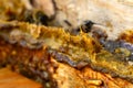 Propolis in the middle of a hive with bees. Bee glue. Bee products. Apitherapy. Apiculture.