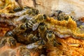 Propolis in the middle of a hive with bees. Bee glue. Bee products. Apitherapy. Propolis treatment.