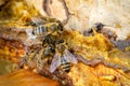 Propolis in the middle of a hive with bees. Bee glue. Bee products. Apitherapy. Propolis treatment. Top view