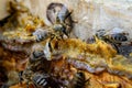 Propolis in the middle of a hive with bees. Bee glue. Bee products. Apitherapy. Propolis treatment.