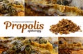 Propolis in the middle of a hive with bees. Bee glue. Bee products. Apitherapy. Propolis treatment. How it helps heal