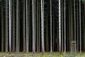 Proportions in forest of elevated hunter seat compared to tall tree trunks