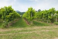 Prosecco hills, view of some vineyards from Valdobbiadene, Italy Royalty Free Stock Photo
