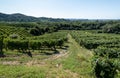 Prosecco Hills, vineyards and tree. Unesco Site. Valdobbiadene, Veneto, Italy. Royalty Free Stock Photo