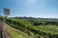 Prosecco Hills, vineyards and tree. Unesco Site. Valdobbiadene, Veneto, Italy. Royalty Free Stock Photo