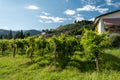 Prosecco Hills, vineyards and tree. Unesco Site. Valdobbiadene, Veneto, Italy. Royalty Free Stock Photo