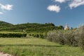 Prosecco Hills, vineyards and tree. Unesco Site. Valdobbiadene, Veneto, Italy. Royalty Free Stock Photo