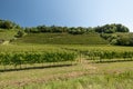 Prosecco Hills, vineyards and tree. Unesco Site. Valdobbiadene, Veneto, Italy. Royalty Free Stock Photo