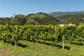 Prosecco Hills, vineyards and tree. Unesco Site. Valdobbiadene, Veneto, Italy. Royalty Free Stock Photo