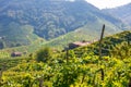 Vineyards in Valdobbiadene, Veneto, Italy Royalty Free Stock Photo