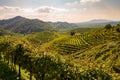 Vineyards in Valdobbiadene, Veneto, Italy Royalty Free Stock Photo