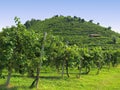 Prosecco vineyards in italy