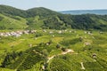 Prosecco vineyards in Valdobbiadene town Royalty Free Stock Photo