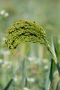 Proso millet (panicum miliaceum Royalty Free Stock Photo