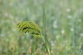Proso millet (panicum miliaceum Royalty Free Stock Photo