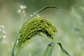 Proso millet (panicum miliaceum Royalty Free Stock Photo