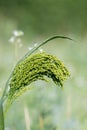 Proso millet (panicum miliaceum Royalty Free Stock Photo
