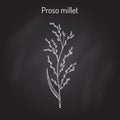 Proso millet Panicum miliaceum