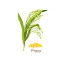 Proso millet (panicum miliaceum) spike