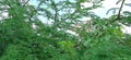 Prosopis alba tree branches leaves