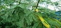 Prosopis alba tree