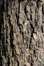 Prosopis Cineraria Tree Bark Royalty Free Stock Photo